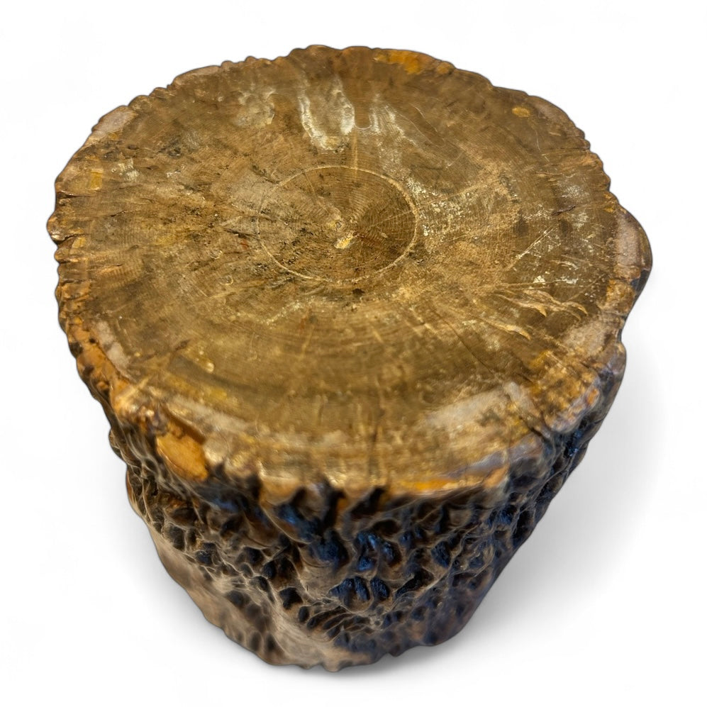 Early 1900s money box made from a tree trunk